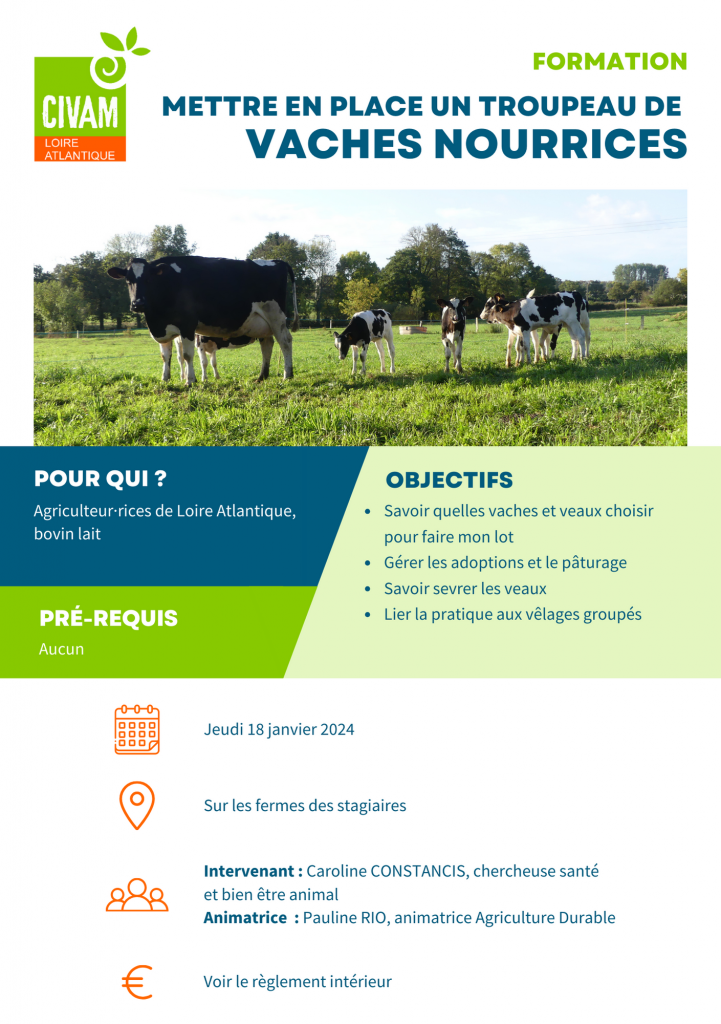 Mettre en place un troupeau de vaches nourrices 1